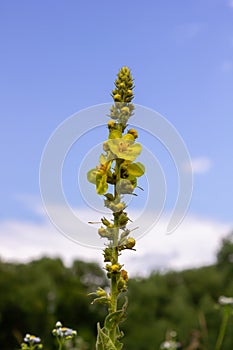 Verbascum densiflorum the well-known dense-flowered mullein