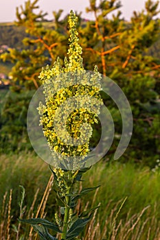 Verbascum densiflorum the well-known dense-flowered mullein
