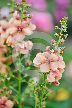 Verbascum Jackie