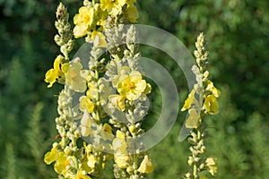 Verbascum lychnitis, mullein, velvet plant yellow flowers