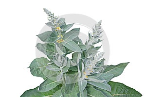 Verbascum or mullein plant with yellow flowers isolated on white