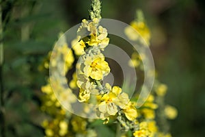 Verbascum, mullein yellow flowers closeup selective focus