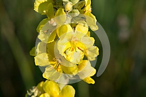 Verbascum, mullein yellow flowers closeup selective focus