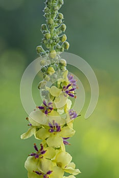 Verbascum nigrum black dark mullein wild flowering biennial herb with small yellow and purple flowers in bloom