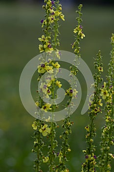 Verbascum nigrum black dark mullein wild flowering biennial herb with small yellow and purple flowers in bloom on meadow