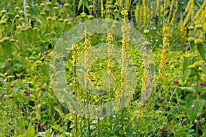 Verbascum nigrum, common name black mullein