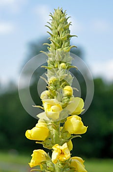 Verbascum nigrum inflorescence