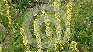 Verbascum nigrum plant is blooming