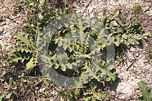 Verbascum sinuatum in autumn