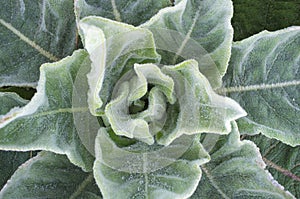 Verbascum, soil wild plant at stemless rosette stage