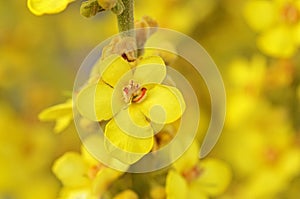 Verbascum songaricum or Mullein flower closeup