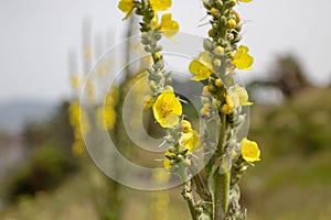 Verbascum thapsus or common mullein plant with yellow flowers