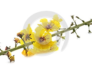 Verbascum thapsus in studio