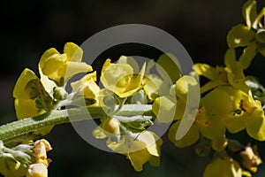 Verbascum thapsus, great or common mullein. Vertical macro shot of stem with bright yellow flowers. Flowering summer plant