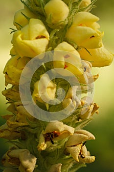 verbascum thapsus, great or common mullein. Vertical macro shot of stem with bright yellow flowers. Flowering summer plant