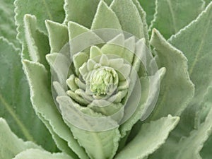 Verbascum Thapsus, great mullein or common mullein