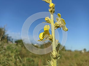 Verbascum thapsus, the great mullein, greater mullein