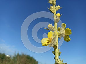Verbascum thapsus, the great mullein, greater mullein
