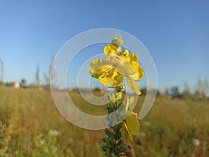 Verbascum thapsus, the great mullein, greater mullein