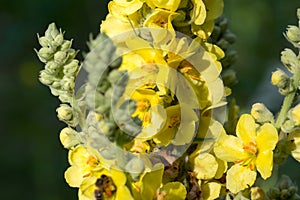 Verbascum thapsus,  great mullein yellow flowers closeup selective focus