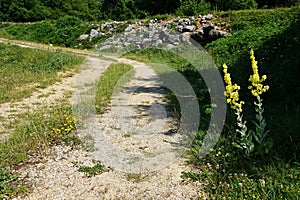 Verbascum thapsus on the island of Krk, Europe