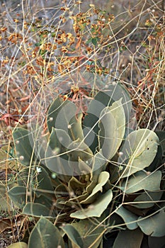 Verbascum thapsus Mullein Plant