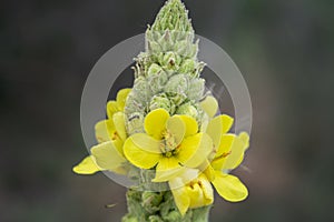 Verbascum Thapsus with Small Ants on Petals