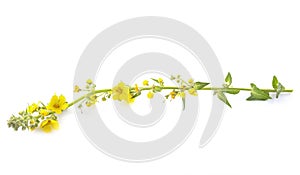 Verbascum thapsus in studio