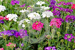 Verbena