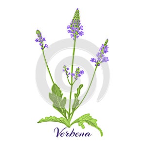 Verbena