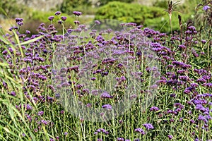 Verbena bonariensis