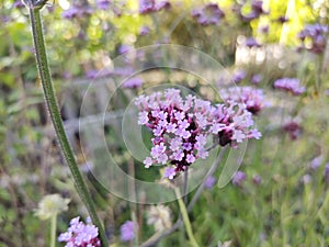 Verbena bonariensis