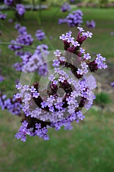 Verbena Bonariensis