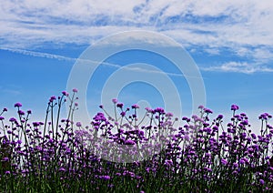 Verbena bonariensis