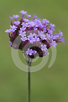 Verbena bonariensis