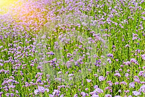 Verbena bonariensis flower field closeup photo