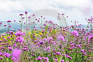 Verbena Bonariensis flower field photo