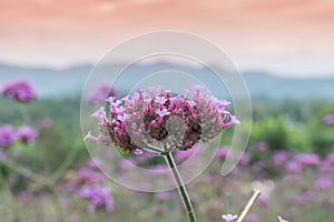 Verbena bonariensis flowers