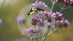 Verbena Bonariensis flowers and butterfly, close up