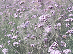 Verbena bonariensis flowers field