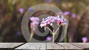 Verbena bonariensis flowers field & x28;blur image& x29; with selected foc