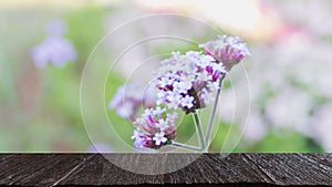 Verbena bonariensis flowers field & x28;blur image& x29; with selected foc