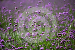 Verbena Bonariensis flowers, Purple flowers in blurred background, Selective focus, Abstract graphic design