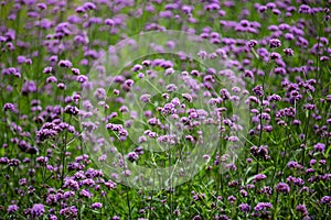 Verbena Bonariensis flowers, Purple flowers in blurred background, Selective focus, Abstract graphic design