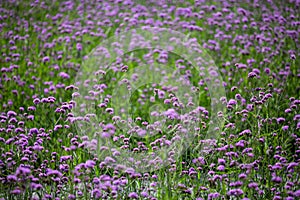 Verbena Bonariensis flowers, Purple flowers in blurred background, Selective focus, Abstract graphic design