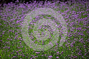 Verbena Bonariensis flowers, Purple flowers in blurred background, Selective focus, Abstract graphic design