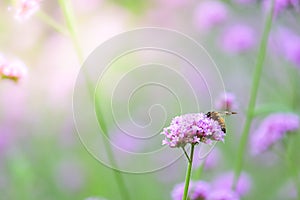 Verbena Bonariensis with honey bee getting nectar from pollination process (Argentinian Vervain or Purpletop Vervain.