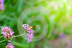 Verbena Bonariensis with honey bee getting nectar from pollination process Argentinian Vervain or Purpletop Vervain, Clustertop