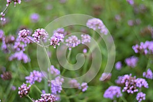 Verbena Bonariensis is a purple flower