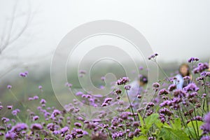 Verbena Bonariensis is a purple flower